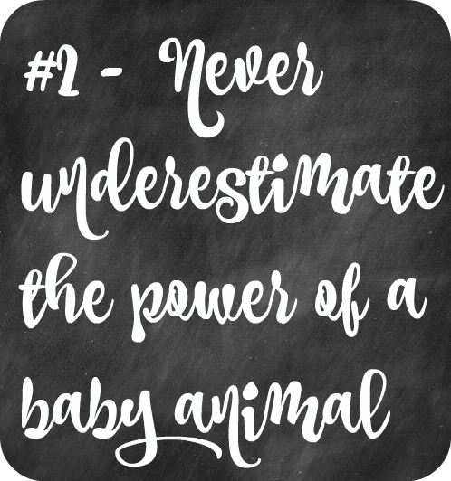 Naps Rock Hard and Never underestimate the power of a baby animal -30 Days to 49…